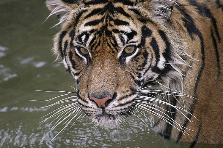 Wading Tiger