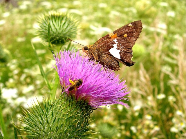 Butterfly with his friend