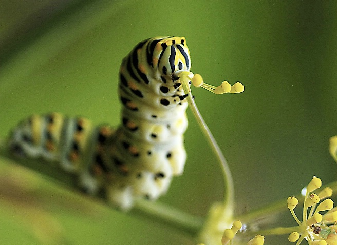 Munching Monarch Caterpillar