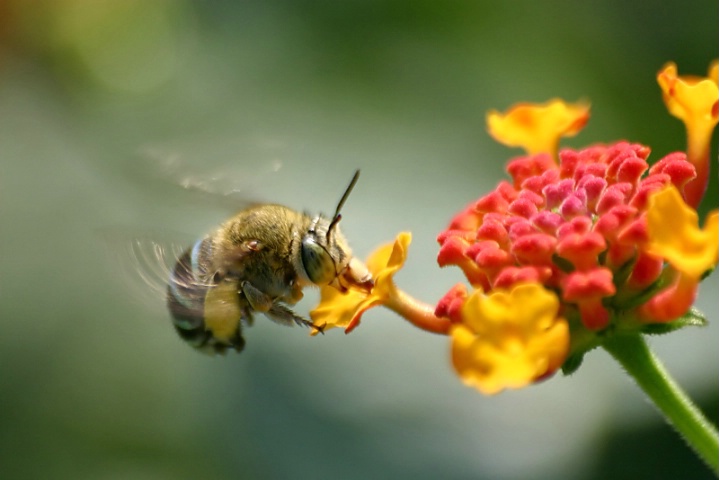 In flight