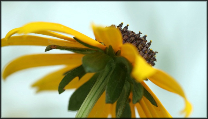 Another Black Eye Susan!