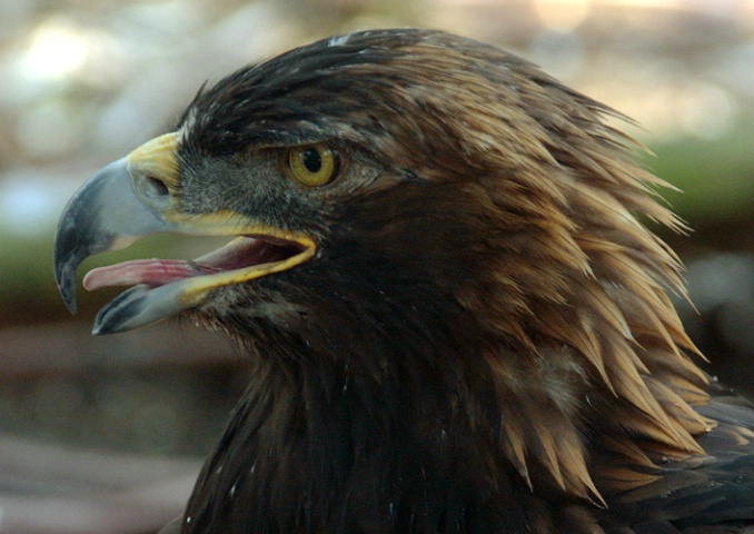 Golden Eagle