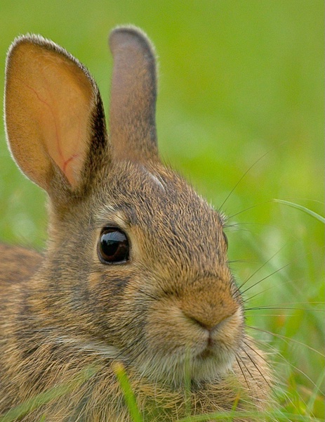 Baby Bunny