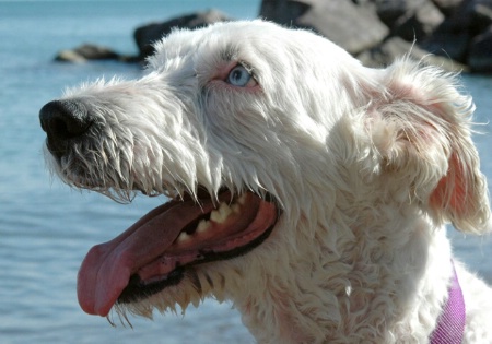 Wet, white dog