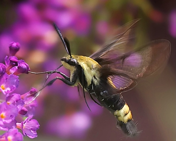 Hawk Moth