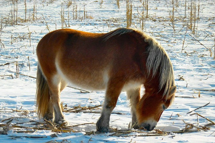 amish pony