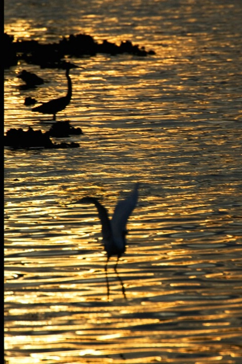 Blue Herons at Sunset - ID: 1101350 © James E. Nelson