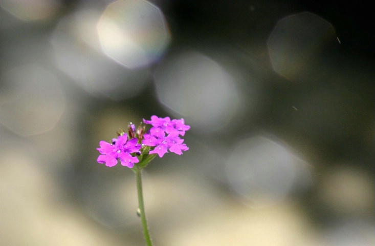 Verbena Shower