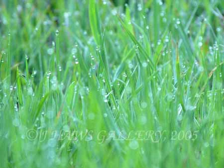 Green mountain meadow and dew drops