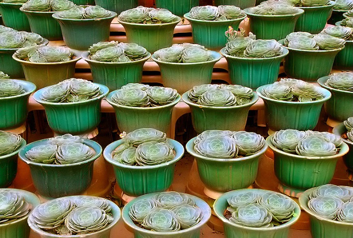 Flowers in pots