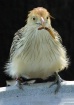 Beakfull