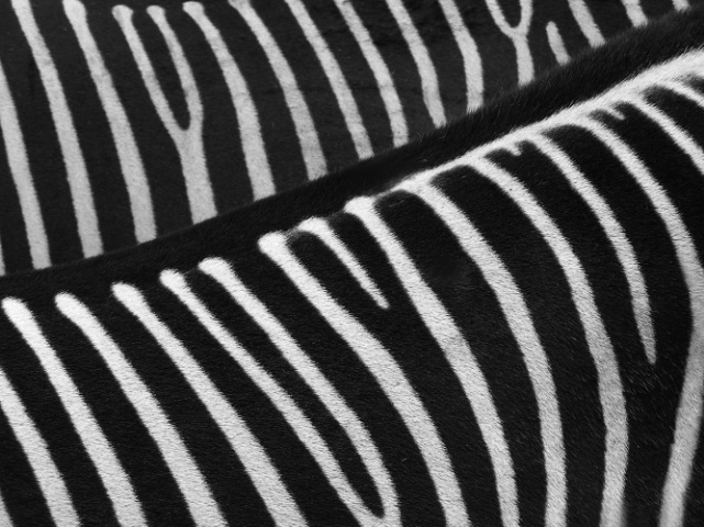 Zebra  Art