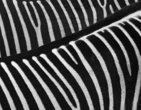 Zebra  Art