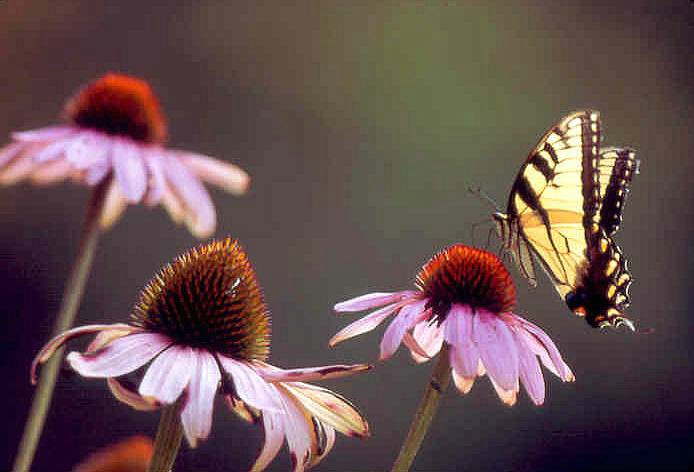Monarch and Cone Flowers