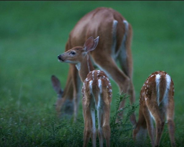 Doe And  Her Fawns - ID: 1105694 © Marilyn S. Neel