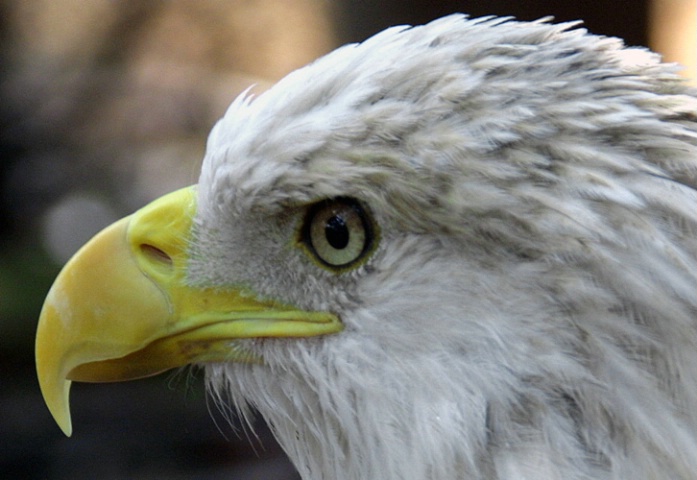 American Bald Eagle