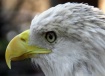 American Bald Eag...