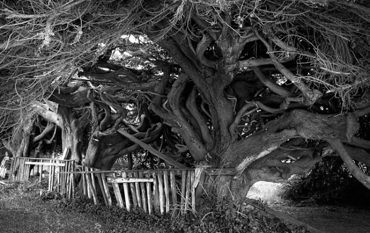 Gnarly Branches