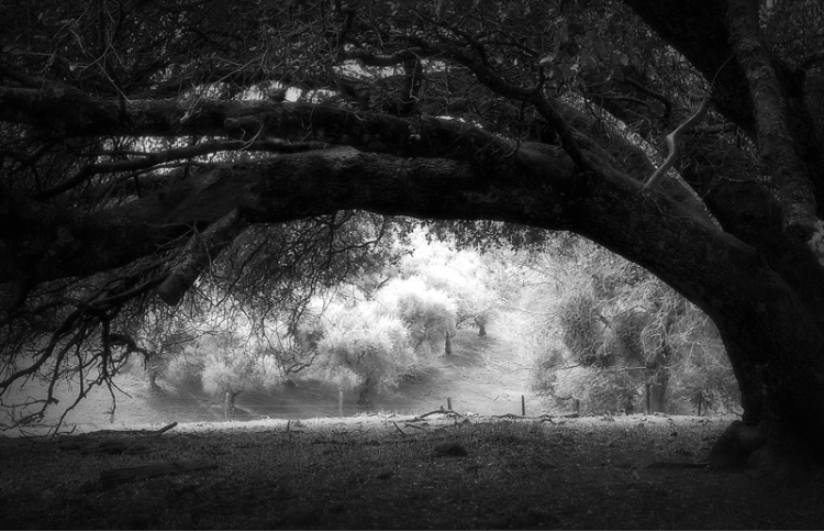 Under The Old Oak Tree