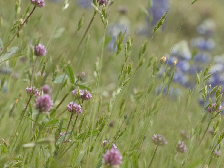 A Breath of Spring