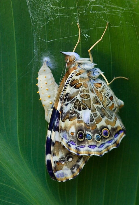 Freshly Painted Lady