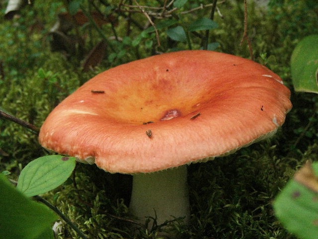 Toadstool Along the Trail