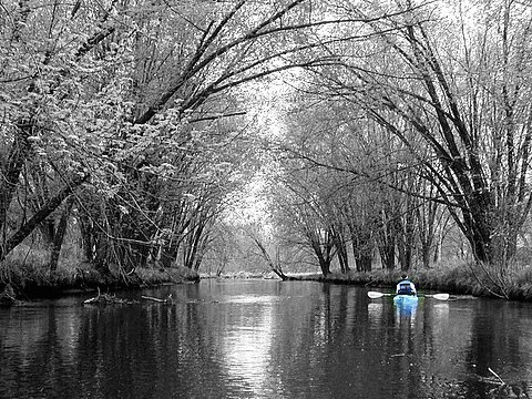 Kayaking under the Canopy