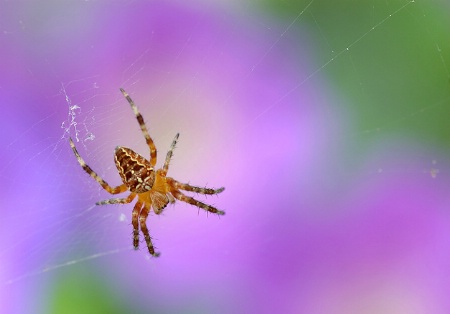 Garden Spider 