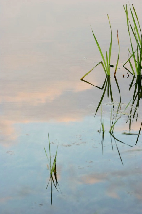 New 6....reeds, water, sky