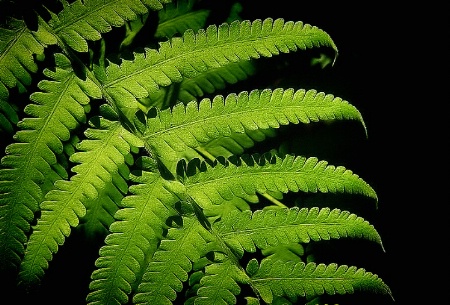 Ferns