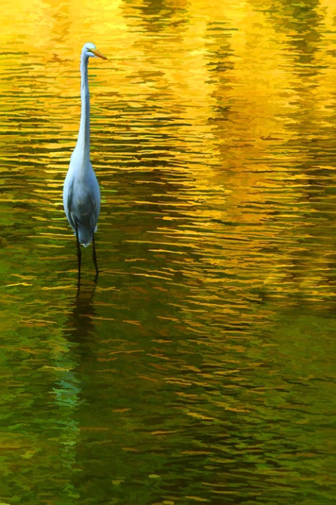Lone Egret