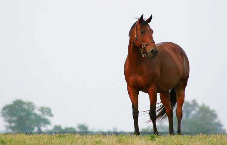 Kentucky Pride