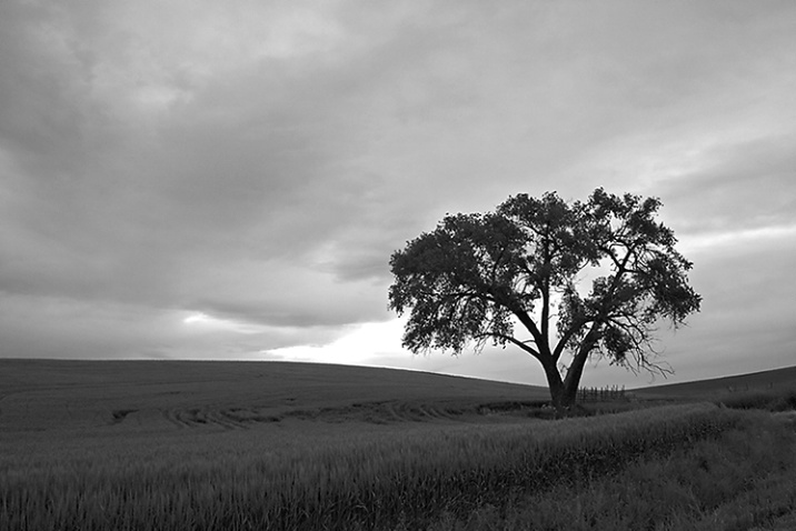 Tree and Wheat Field - ID: 1110350 © John Tubbs