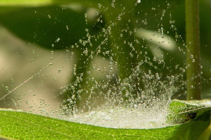 Water drops on spider