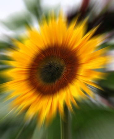 Sunflower Burst