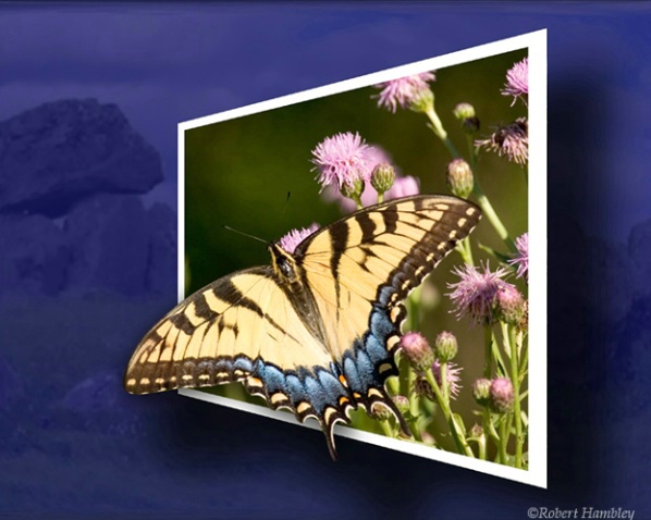 Tiger Swallowtail - DA - ID: 1111082 © Robert Hambley