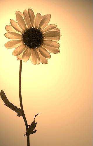 simply a daisy