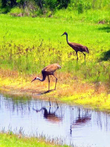 Sandhills Browsing