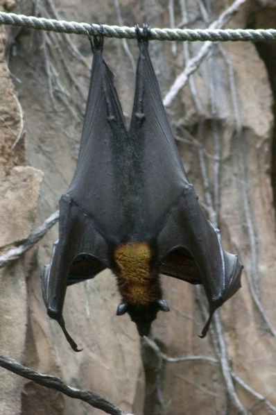 Fruit Bat 1