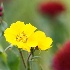 © Robert A. Burns PhotoID# 1115665: Wild Flower - Fraser, Colorado 7-20-05