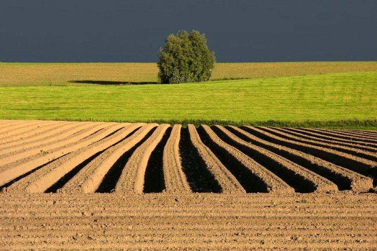 simply a tree, Belgium