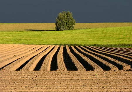 simply a tree, Belgium