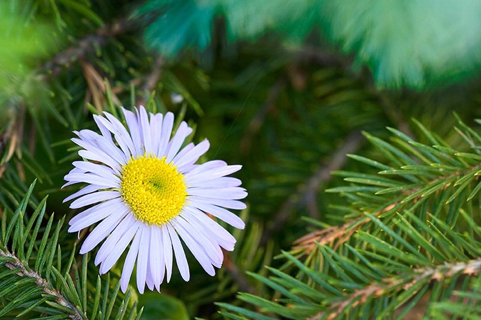 Aster - Rocky Mountain National Park 7-21-05 - ID: 1115703 © Robert A. Burns