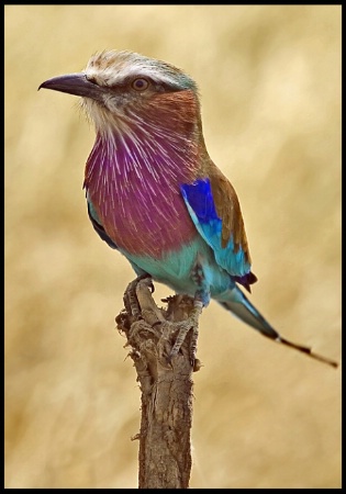 Lilac-Breasted Roller