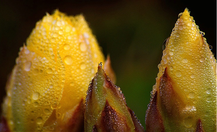 Prickly Pear Buds After Rain