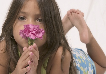 a pink carnation