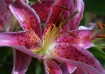 Colorful Lily
