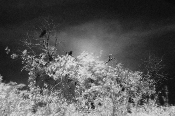 Infrared Visions - #3 - ID: 1119089 © Sharon E. Lowe