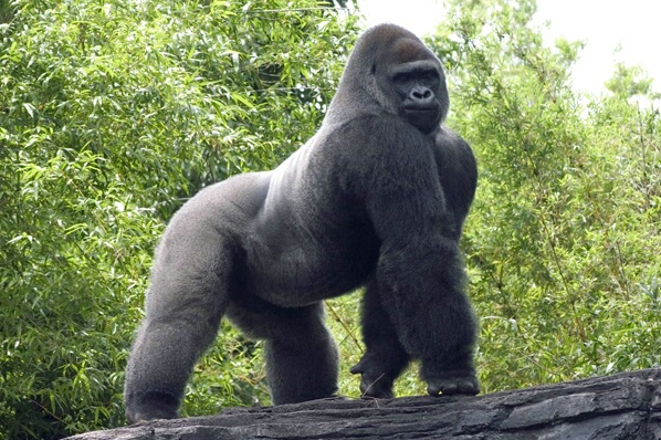 Gorilla 1
