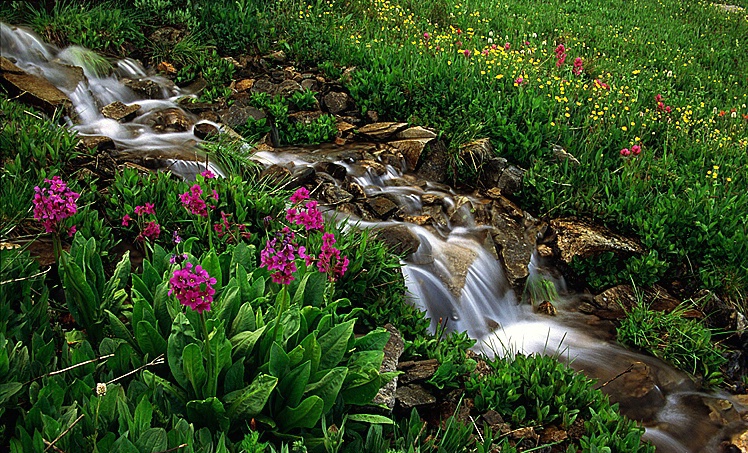 Floral Brook - Independence Pass, CO